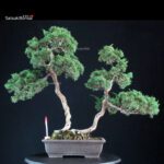 Juniperus Chinensis Kishu