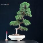Juniperus Chinensis Kishu
