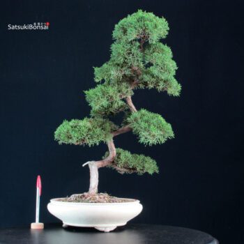 Juniperus Chinensis Kishu
