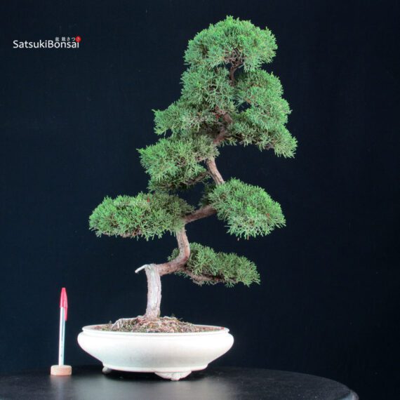255384_1-Juniperus-chinensis-kishu Juniperus Chinensis Kishu - immagine 1