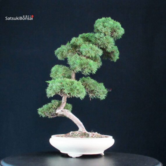 Juniperus Chinensis Kishu - immagine 2