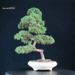 Juniperus Chinensis Kishu - immagine 3