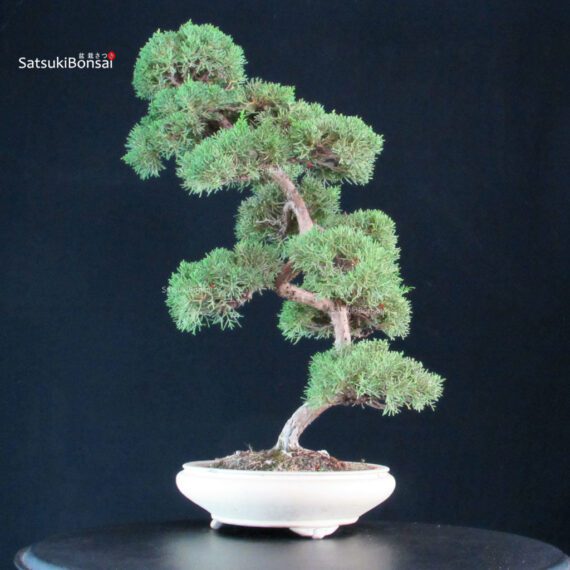 Juniperus Chinensis Kishu - immagine 4