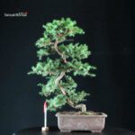 Juniperus Rigida - Tosho Yatsubusa