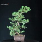 Juniperus Rigida - Tosho Yatsubusa - immagine 2