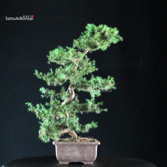 Juniperus Rigida - Tosho Yatsubusa - immagine 2