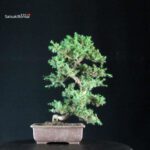 Juniperus Rigida - Tosho Yatsubusa - immagine 3