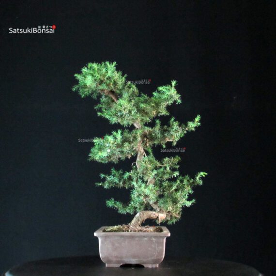 Juniperus Rigida - Tosho Yatsubusa - immagine 4