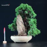 Juniperus Chinensis Itoigawa
