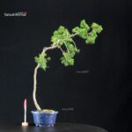 Juniperus Chinensis Itoigawa