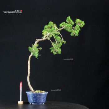 Juniperus Chinensis Itoigawa