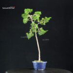 Juniperus Chinensis Itoigawa - immagine 2