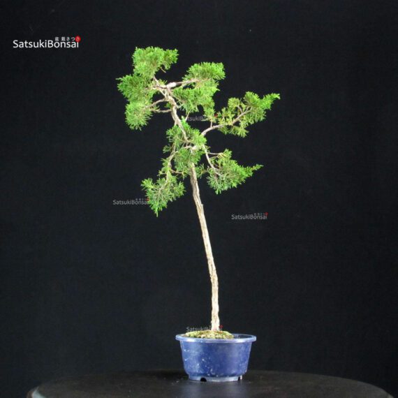 Juniperus Chinensis Itoigawa - immagine 2