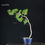 Juniperus Chinensis Itoigawa - immagine 3