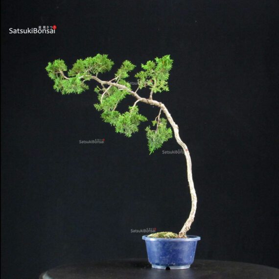 Juniperus Chinensis Itoigawa - immagine 3