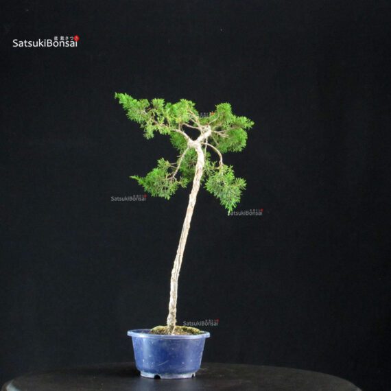 Juniperus Chinensis Itoigawa - immagine 4