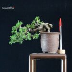 Juniperus Chinensis Itoigawa