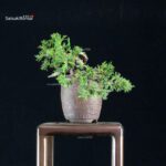 Juniperus Chinensis Itoigawa - immagine 2