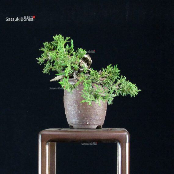 Juniperus Chinensis Itoigawa - immagine 2