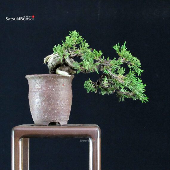 Juniperus Chinensis Itoigawa - immagine 3