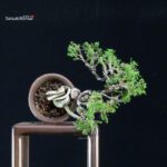 Juniperus Chinensis Itoigawa - immagine 4