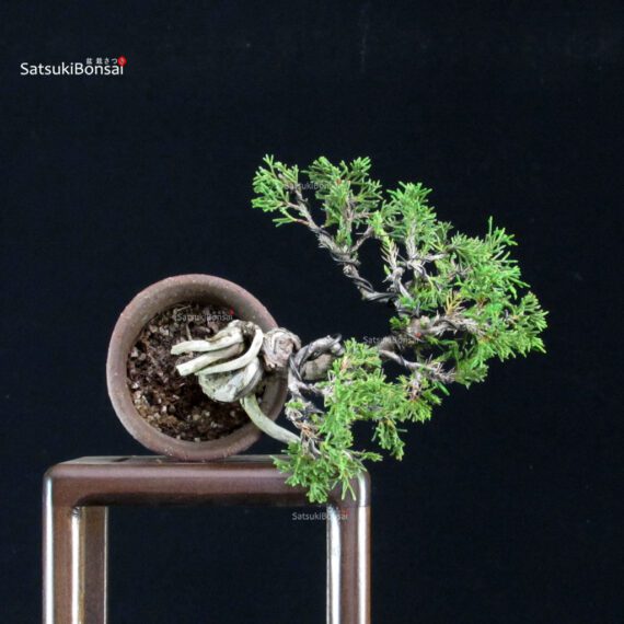 Juniperus Chinensis Itoigawa - immagine 4