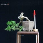 Juniperus Chinensis Itoigawa