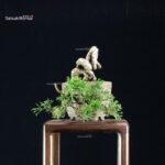 Juniperus Chinensis Itoigawa - immagine 2