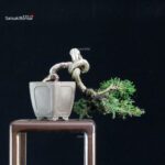 Juniperus Chinensis Itoigawa - immagine 3