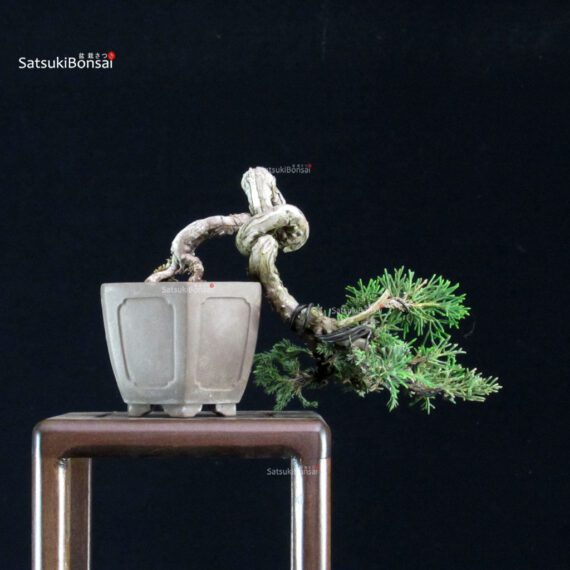 Juniperus Chinensis Itoigawa - immagine 3