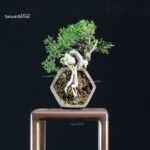 Juniperus Chinensis Itoigawa - immagine 4
