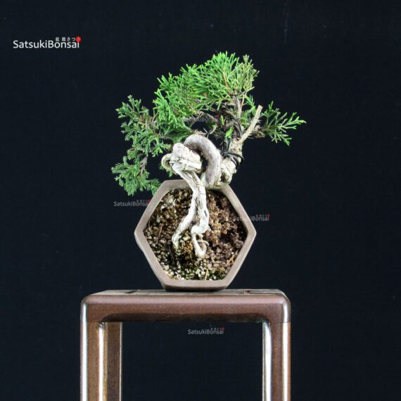 Juniperus Chinensis Itoigawa - immagine 4