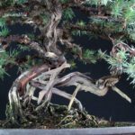 Juniperus Rigida - Tosho - immagine 5