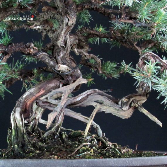 Juniperus Rigida - Tosho - immagine 5