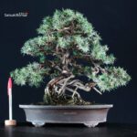 Juniperus Rigida - Tosho