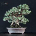 Juniperus Rigida - Tosho - immagine 2