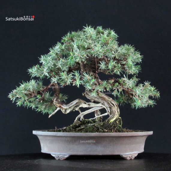 Juniperus Rigida - Tosho - immagine 3