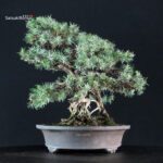Juniperus Rigida - Tosho - immagine 4