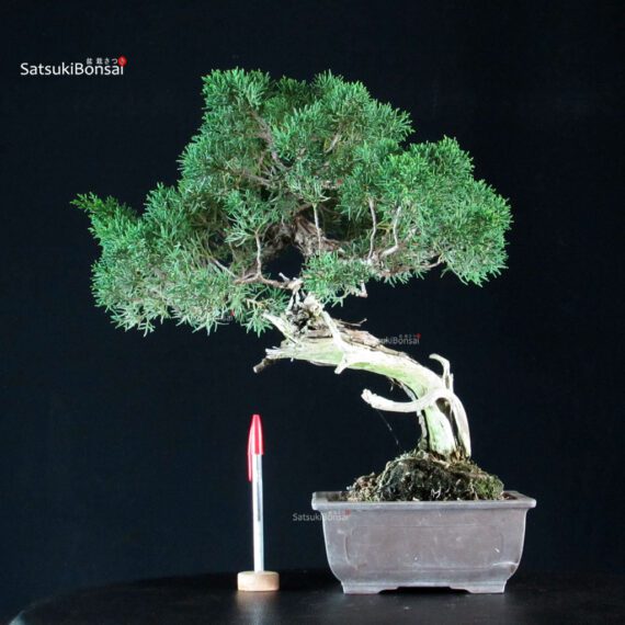 Juniperus Chinensis Kishu - immagine 1