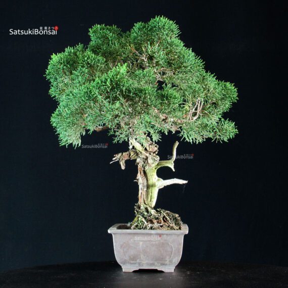Juniperus Chinensis Kishu - immagine 2