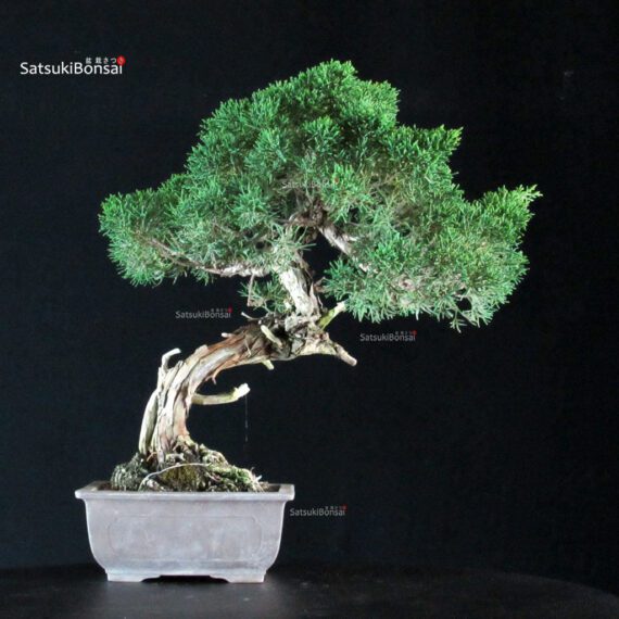 Juniperus Chinensis Kishu - immagine 3