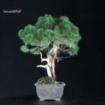 Juniperus Chinensis Kishu - immagine 4