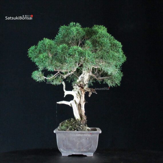 Juniperus Chinensis Kishu - immagine 4