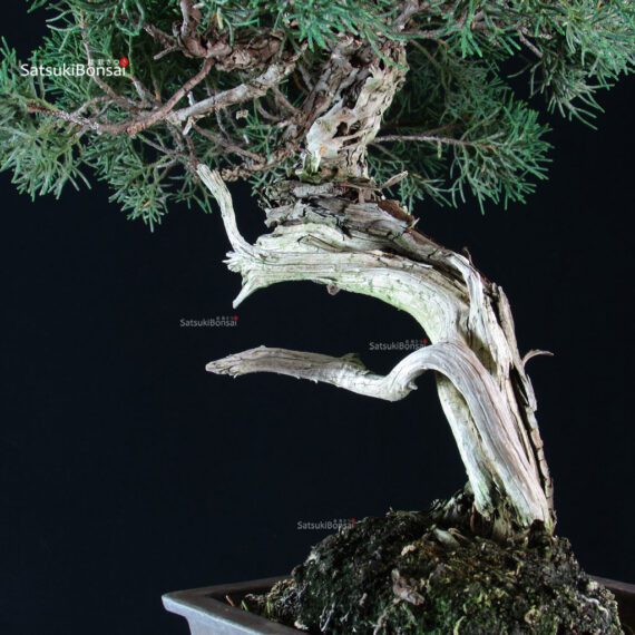 Juniperus Chinensis Kishu - immagine 5