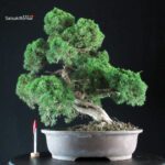 Juniperus Chinensis Kishu