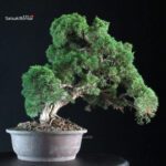 Juniperus Chinensis Kishu - immagine 2