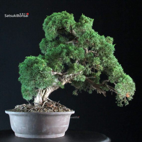 Juniperus Chinensis Kishu - immagine 2