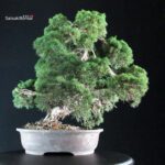 Juniperus Chinensis Kishu - immagine 3