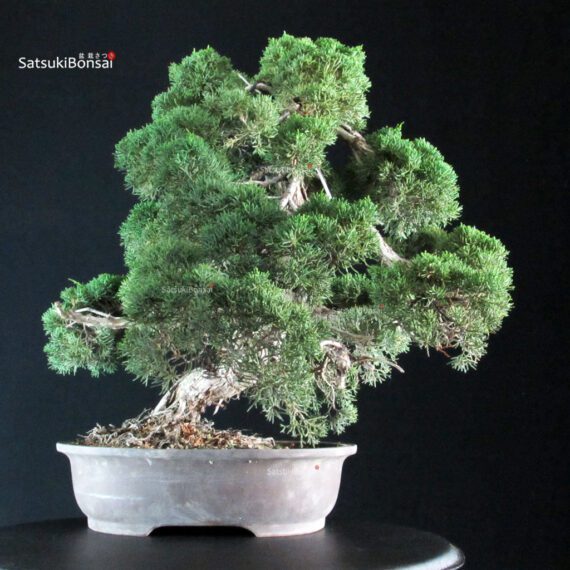 Juniperus Chinensis Kishu - immagine 3