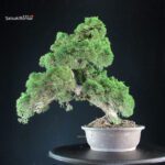 Juniperus Chinensis Kishu - immagine 4